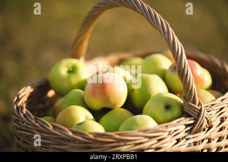 Close-up of red green ripe apples in wicker basket. Season, gardening and harvesting time. Basket full of ripe apples in a beautiful sunset light. Sel Stock Photo