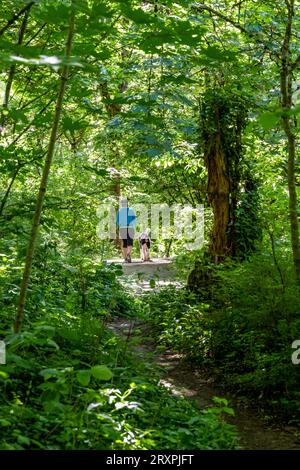 An elegant woman in sportswear prefers an active lifestyle and walks her playful dog on a leash running on a winding path in a wild green forest at a Stock Photo
