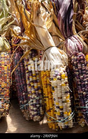 Ward's berry farm is a fun family destinations in the autumn months, 2023, Sharon, Massachusetts, United States Stock Photo