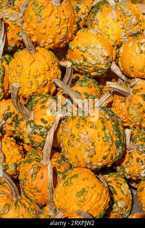 Pumpkins and squash or abundant during the autumn season in the Northeast, 2023, Massachusetts, United States Stock Photo