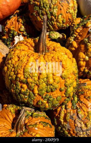 Pumpkins and squash or abundant during the autumn season in the Northeast, 2023, Massachusetts, United States Stock Photo