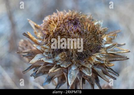 Close up view of dried artichoke flowers. In full bloom late summer.Blurry background of other artichokes in a garden. Stock Photo