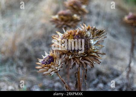 Close up view of two dried artichoke flowers. In full bloom late summer.Blurry background of other artichokes in a garden. Stock Photo