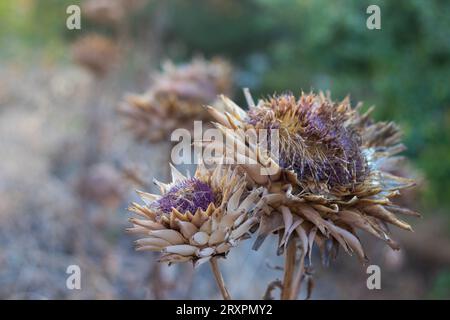 Close up view of two dried artichoke flowers. In full bloom late summer.Blurry background of other artichokes in a garden. Stock Photo