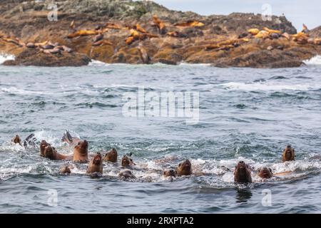 Curious sea lions swim back and forth to investigate nature lovers on a boat trip from Ucluelet, Vancouver Island. Others lounge on a rocky outcrop. Stock Photo