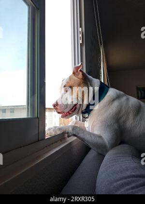 White dog with brown spots gossipy pitbull leaning out the window watching the neighbors and taking care of the apartment watching what happen outside Stock Photo