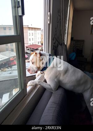 White dog with brown spots gossipy pitbull leaning out the window watching the neighbors and taking care of the apartment watching what happen outside Stock Photo