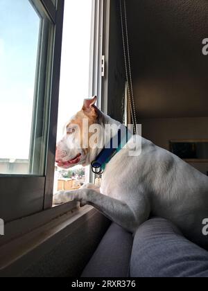 White dog with brown spots gossipy pitbull leaning out the window watching the neighbors and taking care of the apartment watching what happen outside Stock Photo