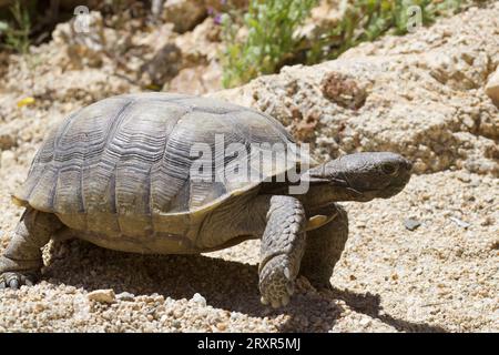 Tortoise walking on the rocky desert floor Stock Photo