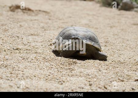 Tortoise walking on the rocky desert floor Stock Photo
