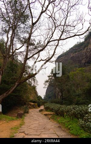 Tea leaves at Da Hong Pao Cha or big red robe tea fields in