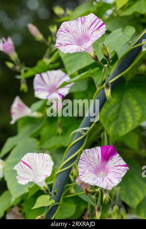 'Carnevale di Venezia' Common Morning Glory, Purpurvinda (Ipomoea purpurea) Stock Photo