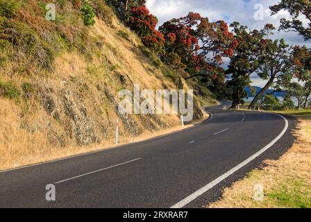 Pohutukawa tree on the side of road,  Firth of Thames side of Coromandel peninsula, New Zealand Stock Photo