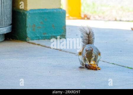 Eastern gray squirrel eats a banana that it pulled out of a nearby trash can in a park shelter Stock Photo