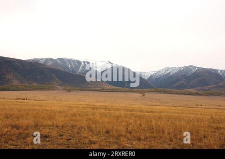 Tall dry grass turned yellow in autumn in the endless steppe at the foot of mountain ranges with snow-capped peaks. Kurai steppe, Altai, Siberia, Russ Stock Photo