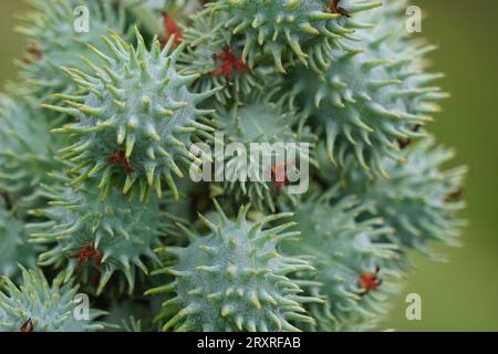 Eranda (Also called Ricinus communis, jarak, poison nut, bubble bush, castor oil plant, hedge castor oil plant) fruit on the tree Stock Photo
