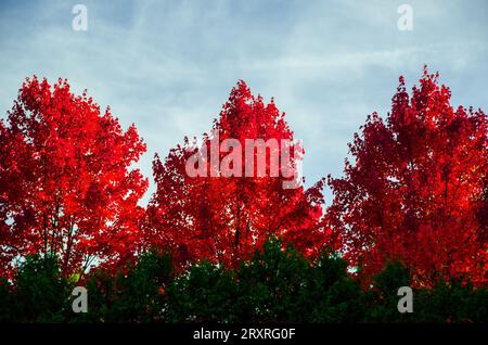 A  set of three trees in the fall with the leaves changing colors to red on a partly cloudy but sunny day at Kensington Metropark in Milford, a suburb Stock Photo