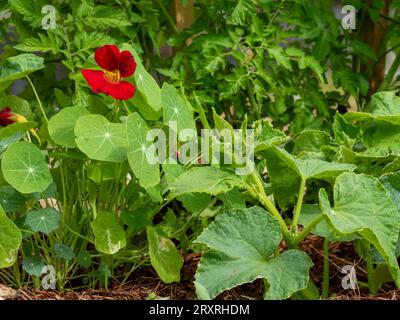 Green plants growing and thriving in a vegetable garden including cucumbers, Nasturtium with dark red flowers and Tomato seedlings, Australia Stock Photo