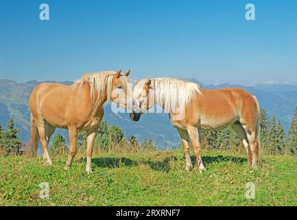 Two Haflingers, close friends. Rosenalm, Zell am Ziller Alps, Austria, Tyrol, Zillertal Stock Photo