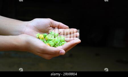 Ashwagandha Dry Root Medicinal Herb with Fresh Leaves, also known as Withania Somnifera, Ashwagandha, Indian Ginseng, Poison Gooseberry Stock Photo