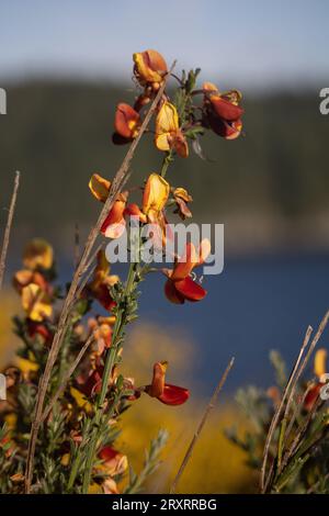 Red and Yellow Flowers Against Water Stock Photo