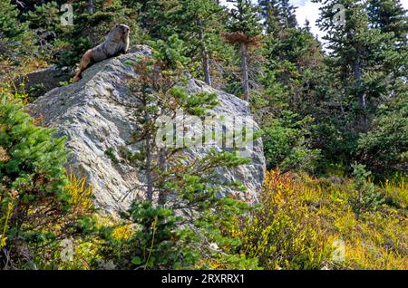 Marmot on a boulder on Whistler Mountain Stock Photo