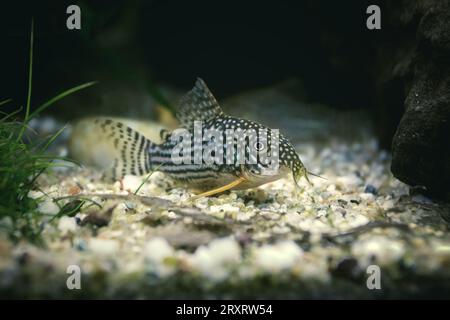 Sterbai Cory in a natural planted fish tank (Corydoras sterbai) Stock Photo