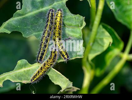 Larvae of large white (Pieris brassicae, female) feeding on cabbage leaves. Phorto from Hidra, south-western Norway in late September. Stock Photo
