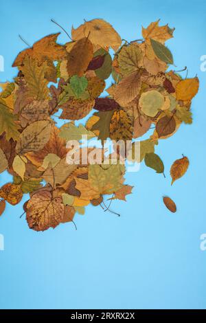 Beautiful golden  autumn floral banner on a blue paper background. Creative top view flat lay autumn composition. Stock Photo