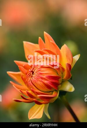 Colourful Orange Dahlias in full bloom at 'Dahlia Beach' at Millets Farm, Oxfordshire. Stock Photo