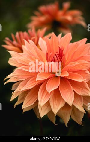 Colourful Orange Dahlias in full bloom at 'Dahlia Beach' at Millets Farm, Oxfordshire. Stock Photo