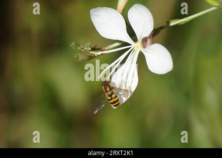 Closeup male hoverfly Syrphus, family Syrphidae on a flower of a Gaura lindheimeri, Oenothera lindheimeri in a Dutch garden. September, Netherlands Stock Photo