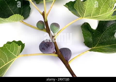 purple figs in front of white background Stock Photo