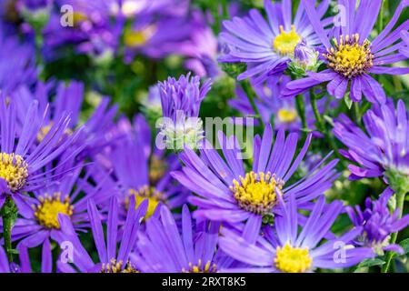 Natural close up flowering plant portrait of the truly stunning Aster Amellus ‘Veilchenkonigin’, in late summer Stock Photo