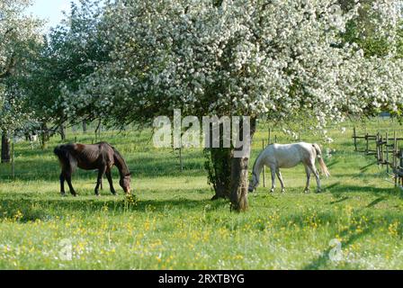 Pferde auf der Weide *** Horses in the pasture 08005529 Stock Photo