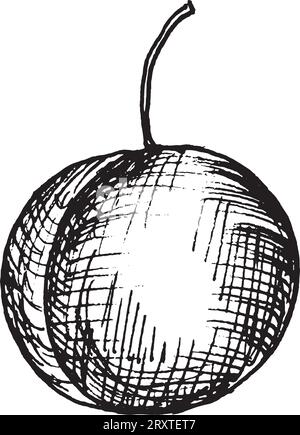 Vector graphic illustration of hand drawn plum. Black and white drawing of plum. Stock Vector
