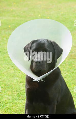 Pedigree black labrador retriever wearing an elizabethan collar after being spayed - John Gollop Stock Photo