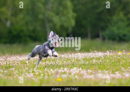 Small dog jumping and running in a park. Stock Photo