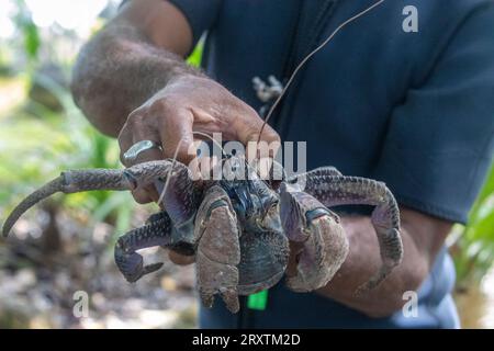 Local guide holding an adult coconut crab (Birgus latro), on land on Gam Island, Raja Ampat, Indonesia, Southeast Asia, Asia Stock Photo