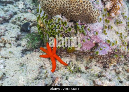 An adult Luzon sea star (Echinaster luzonicus), in the shallow reefs off Bangka Island, Indonesia, Southeast Asia, Asia Stock Photo