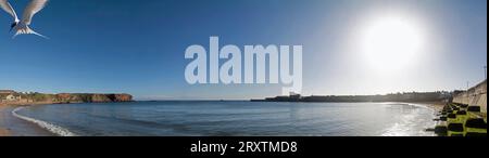Panorama view of Eyemouth harbour, Scottish Borders with a arctic tern Stock Photo