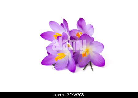 crocus - one of the first spring flowers on white Stock Photo