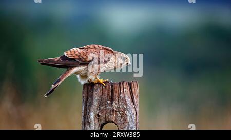 Female kestrel perched on a fence post Stock Photo