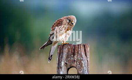 Female kestrel perched on a fence post Stock Photo