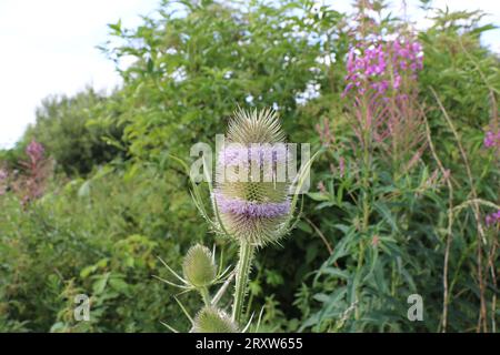 Teasel Growing Wild in North Yorkshire, Also Called Teazle or Teazel Stock Photo