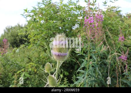 Teasel Growing Wild in North Yorkshire, Also Called Teazle or Teazel Stock Photo