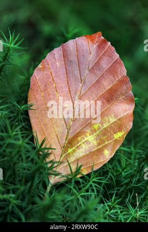 Beech Tree (Fagus sylvatica) Leaf Laying on Hair Moss in Early Autumn, North Pennines, Teesdale, County Durham, UK Stock Photo