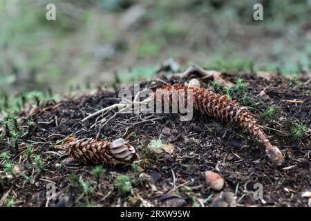 The remains of Pine Cones fed on by Grey Squirrels (Sciurus carolinensis), UK Stock Photo