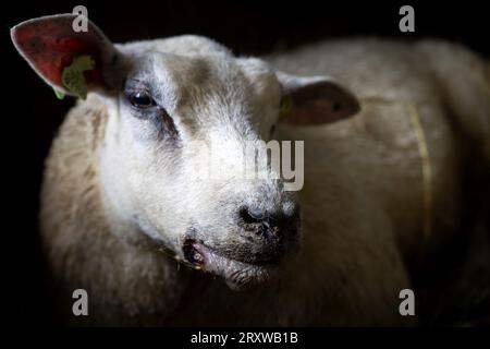 NEDERHORST DEN BERG - A sheep infected with the bluetongue virus. The disease spreads quickly through the Netherlands among ruminants such as sheep, goats and cows. About 10 percent of infected animals die from the disease. ANP SANDER KONING netherlands out - belgium out Stock Photo