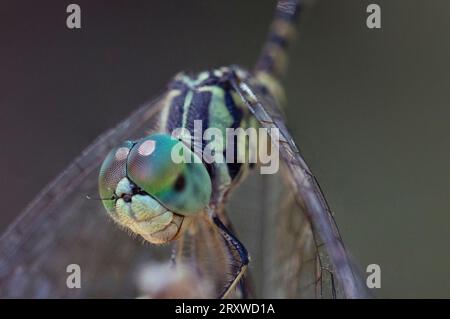 Macro close up, focus stacked shot of a yellow, green and black dragonfly Stock Photo